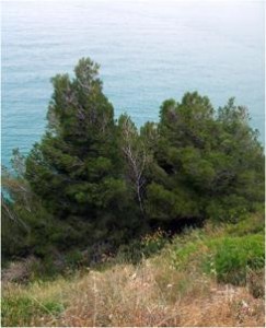 Pinushalepensis