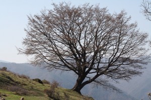 albero - carpenassu roverella