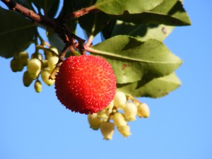 frutti - Corbezzolo